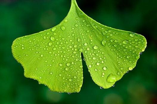 Ginkgo Biloba: El Suplemento Natural para Potenciar tu Rendimiento Deportivo